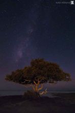 the tree.jpg